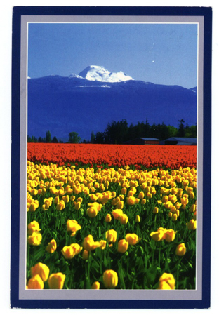 Postcard