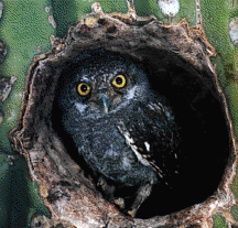 CEOWL.GIF (26109 bytes)