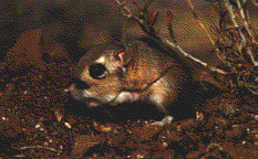 CKRAT.GIF (15380 bytes)