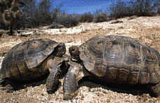 CTURTLE.GIF (21565 bytes)