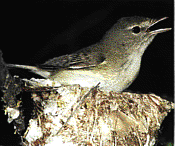 cvireo.gif (12672 bytes)