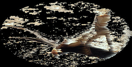 WILIZ.JPG (35720 bytes)