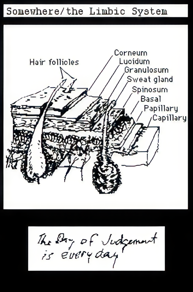 a hair folicle skin diagram. The day of judgement is everyday.
