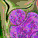ptch